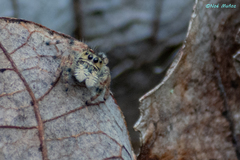 Phidippus zethus