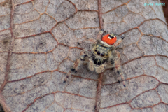 Phidippus zethus