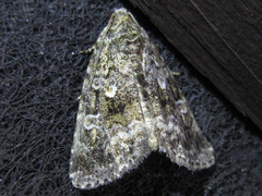 Protodeltote distinguenda