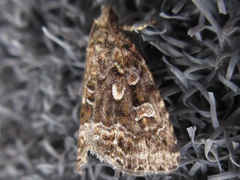 Protodeltote distinguenda