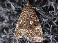 Protodeltote distinguenda