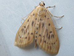 Tabidia strigiferalis