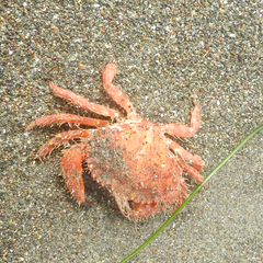 Romaleon antennarium