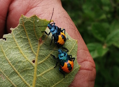 Euthyrhynchus floridanus