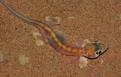Pachydactylus rangei