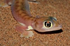 Pachydactylus rangei