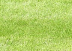 Zoysia