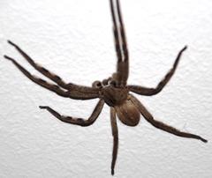 Palystes superciliosus
