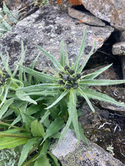 Saussurea nuda