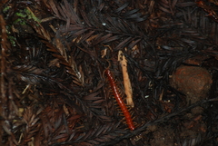 Scolopocryptops spinicaudus