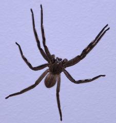 Palystes superciliosus