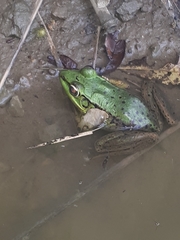 Lithobates bwana