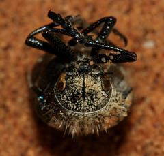 Julodis mitifica