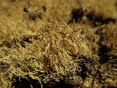 Cladonia capitellata