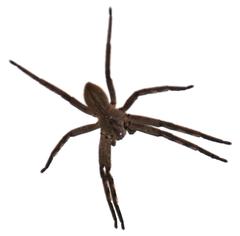 Palystes superciliosus