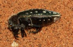Julodis mitifica