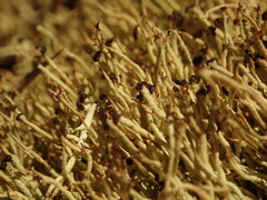 Cladonia capitellata