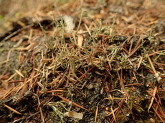 Cladonia corniculata