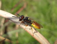 Philanthus triangulum diadema