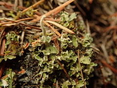 Cladonia corniculata