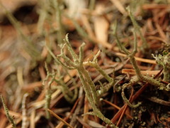 Cladonia corniculata