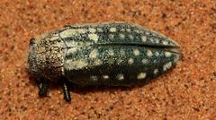 Julodis mitifica