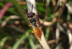 Philanthus triangulum diadema