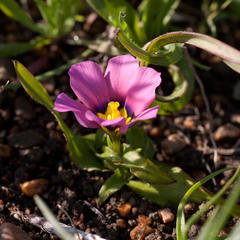 Moraea versicolor