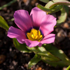 Moraea versicolor
