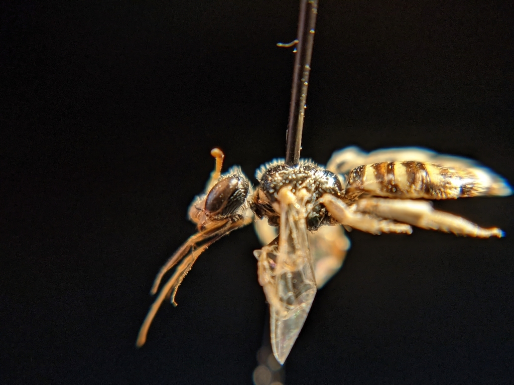 Perdita xanthisma