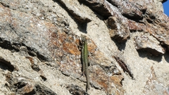 Podarcis muralis