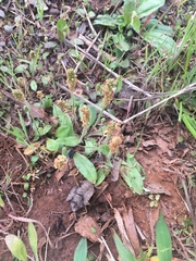 Plantago virginica