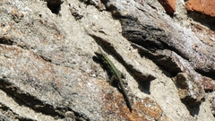 Podarcis muralis