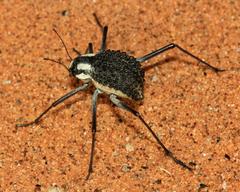 Stenocara gracilipes