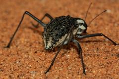 Stenocara gracilipes