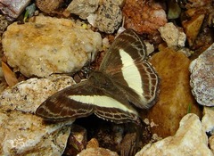Sophista aristoteles