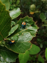 Euthyrhynchus floridanus