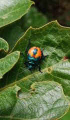 Euthyrhynchus floridanus