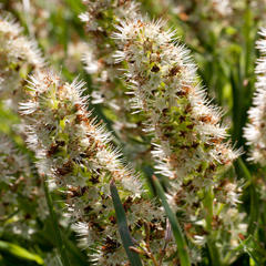 Echiostachys incanus