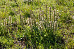 Echiostachys incanus