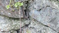 Podarcis muralis