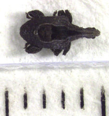 Stephanorhynchus crassus