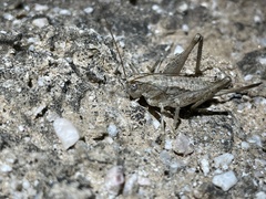Ateloplus