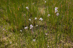 Wurmbea stricta