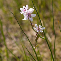 Wurmbea stricta