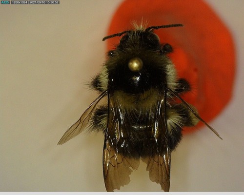 iNaturalist observation photo of Black-tailed Bumble Bee