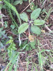 Plantago virginica