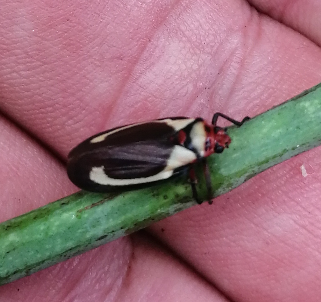 Ocoaxo assimilis