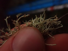 Cladonia capitellata