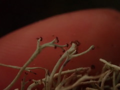 Cladonia capitellata